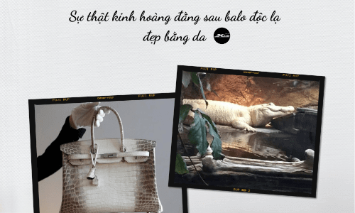 balo độc lạ đẹp